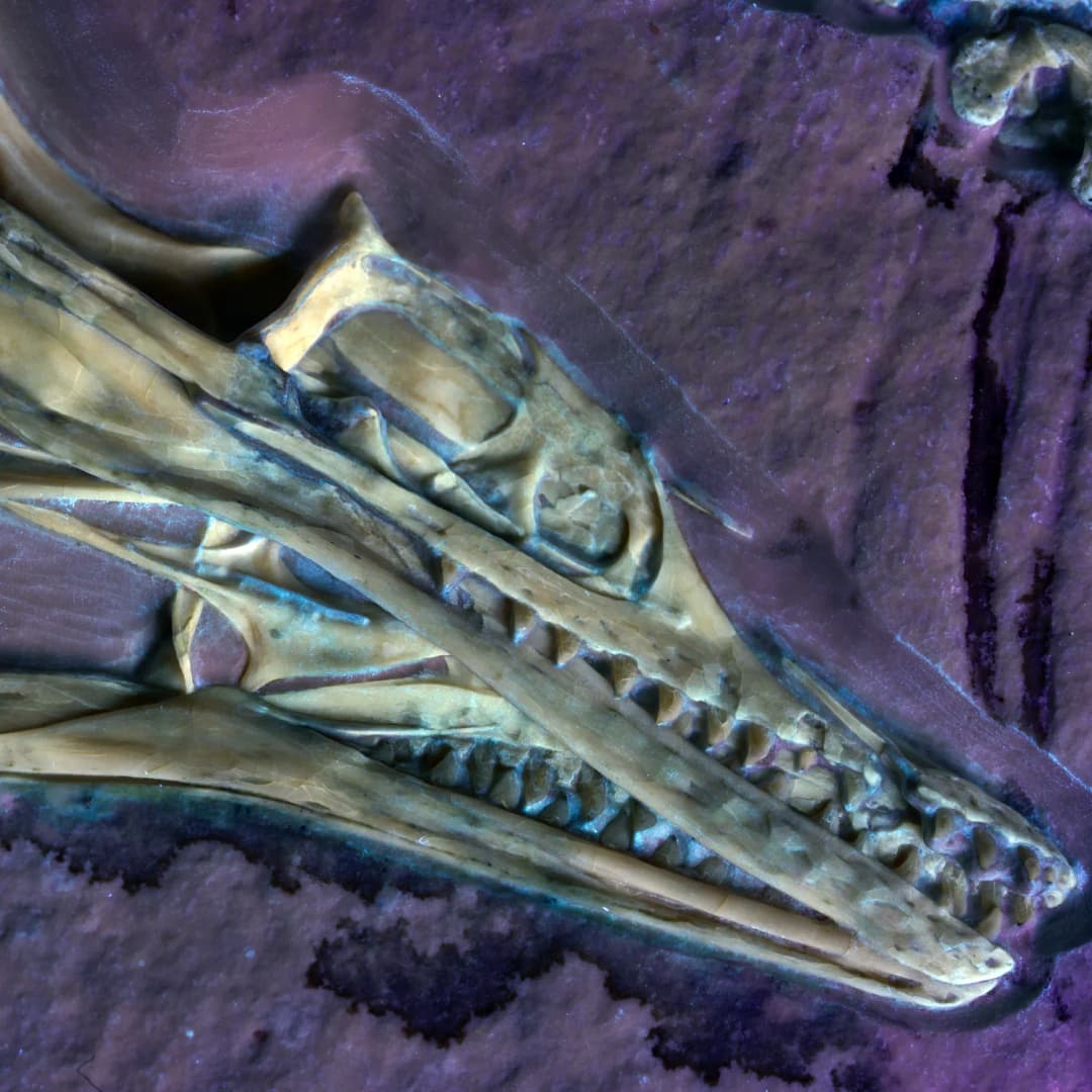Image of the Chicago archaeopteryx fossil