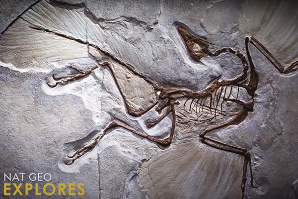 Why Now is the Golden Age of Paleontology