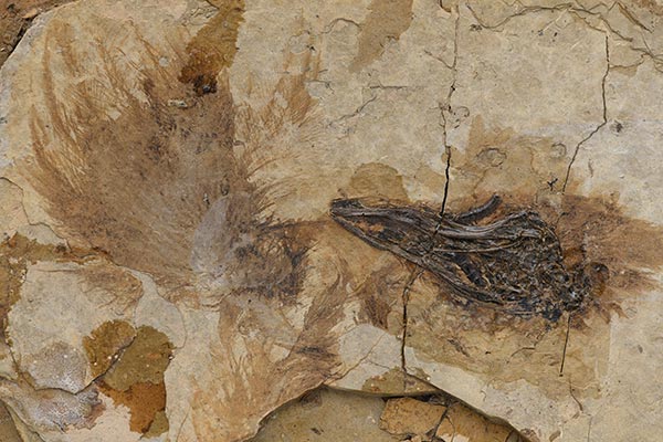 Two new species of ornithuromorph birds